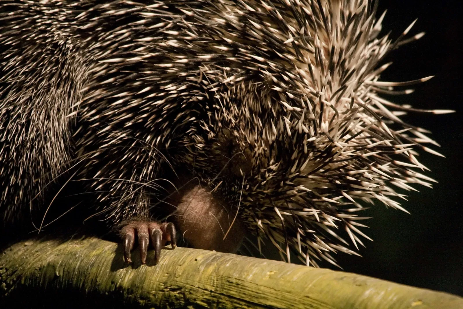 Cleveland Metroparks Zoo