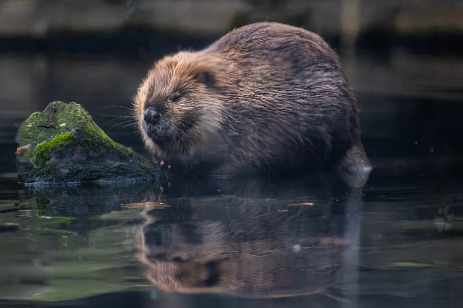 Cleveland Metroparks Zoo
