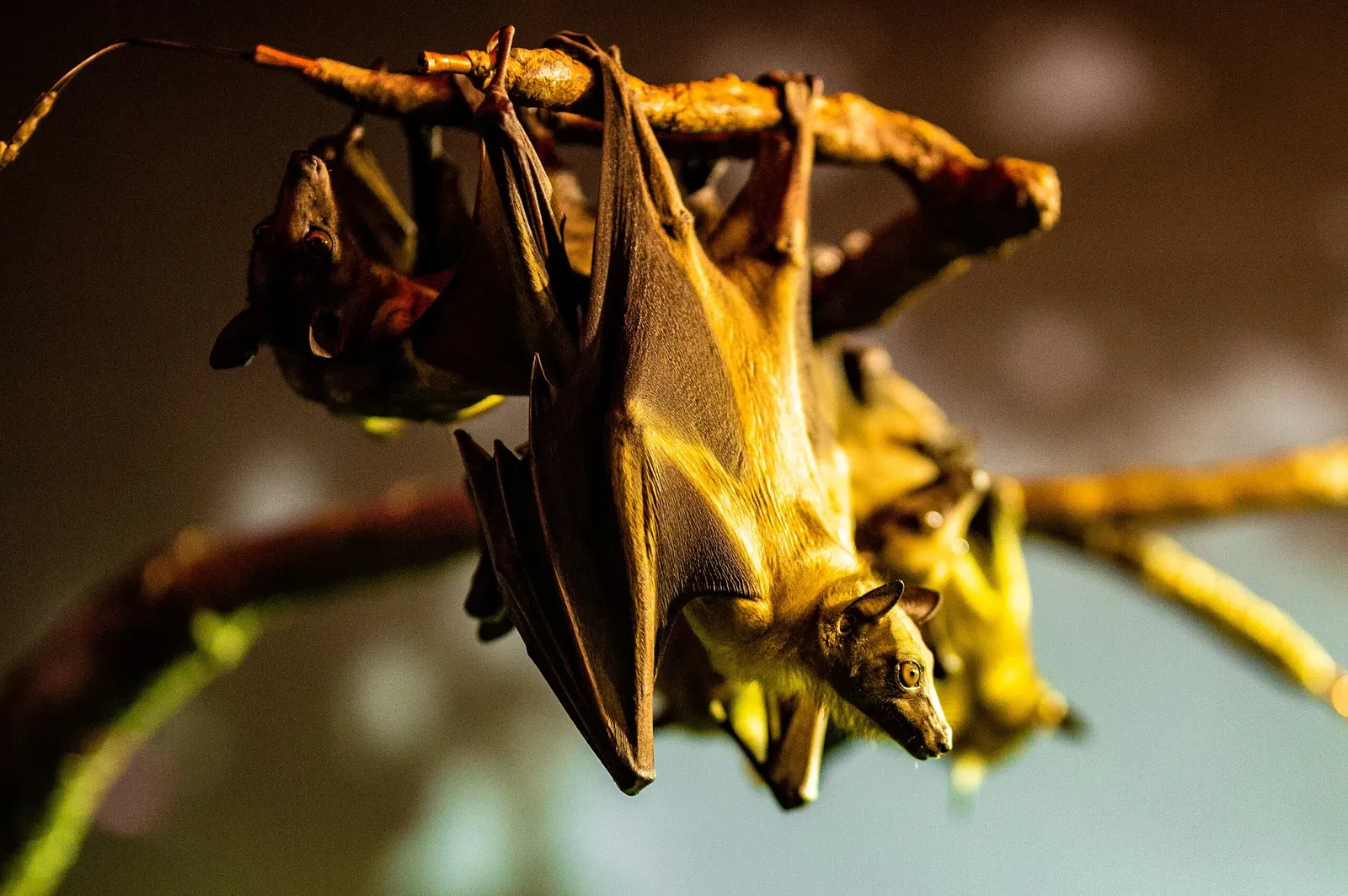 Cleveland Metroparks Zoo