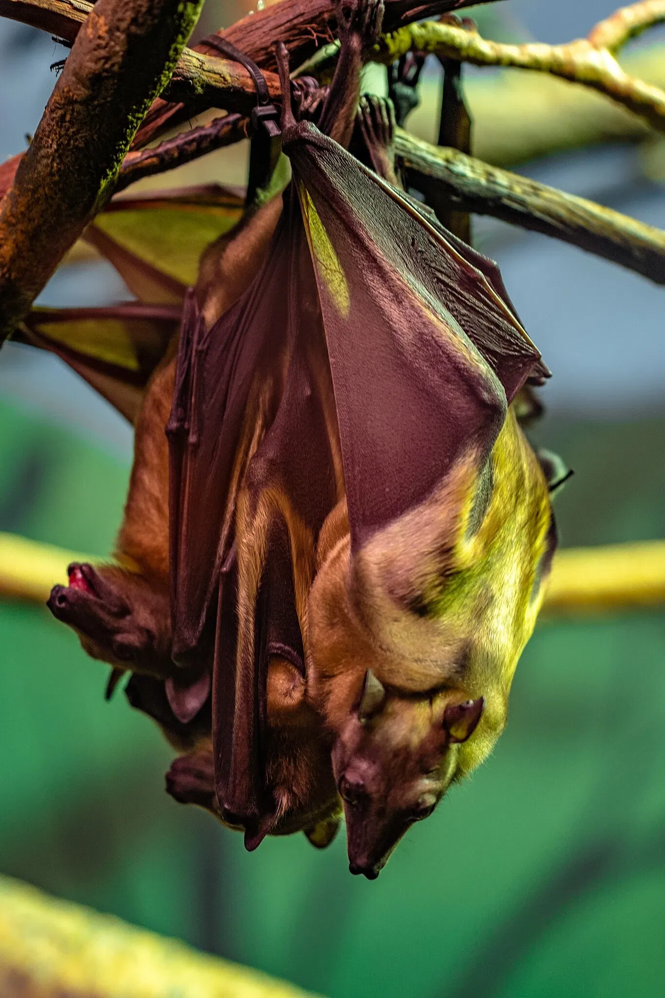Cleveland Metroparks Zoo