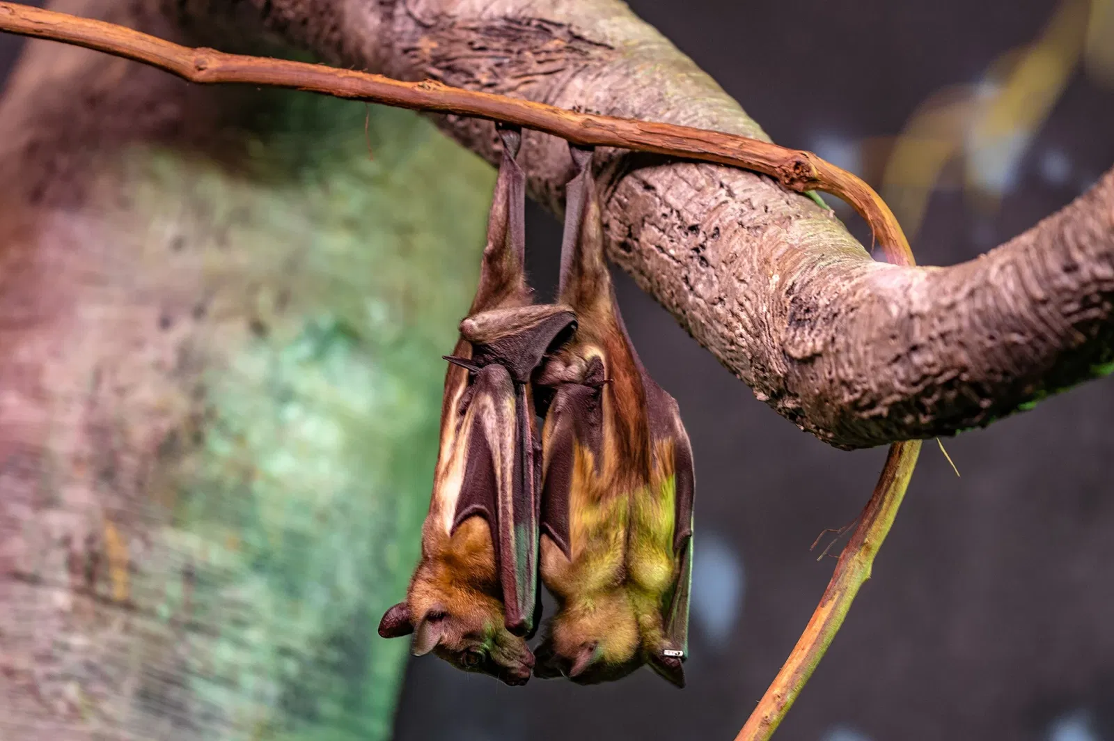 Cleveland Metroparks Zoo