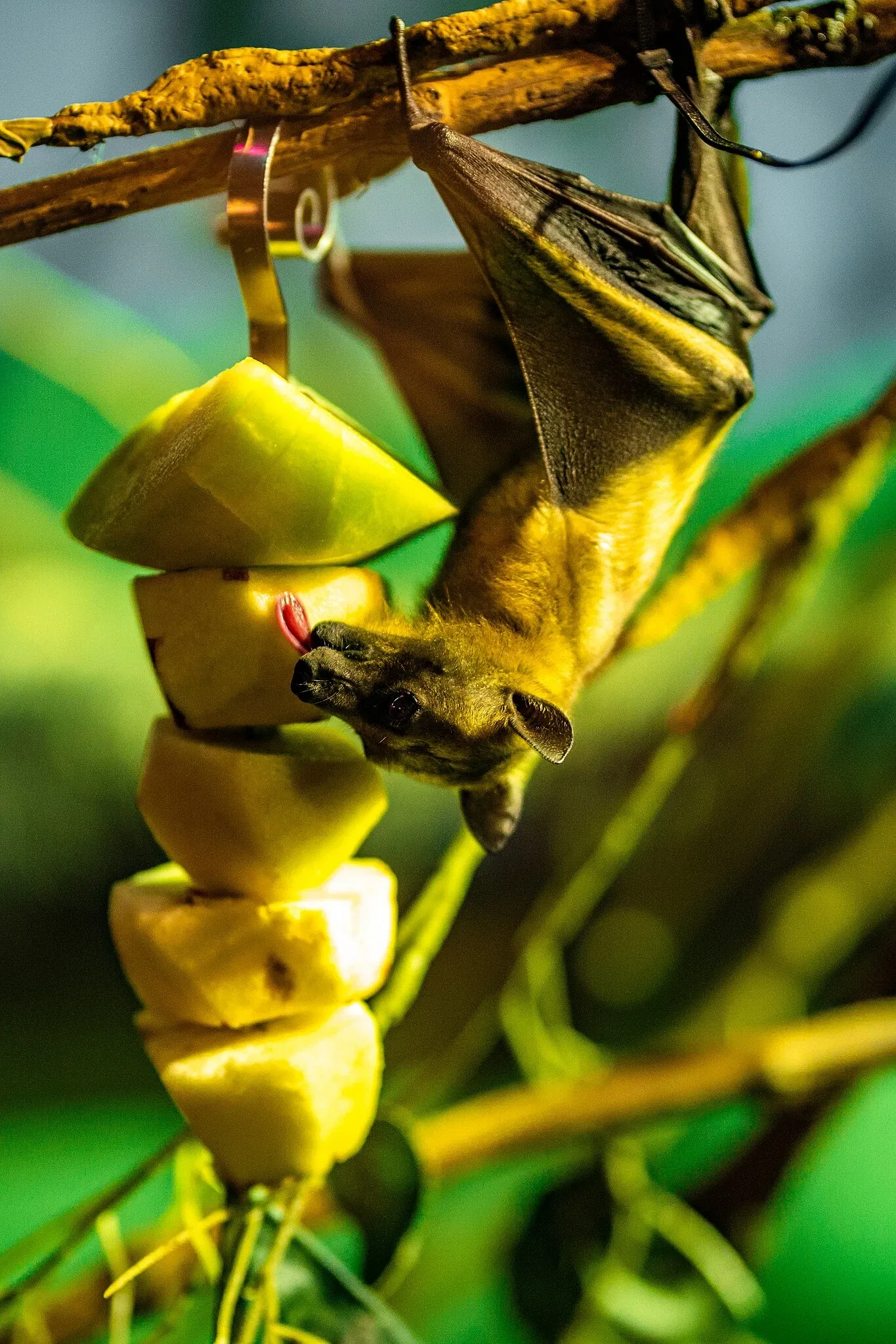 Cleveland Metroparks Zoo