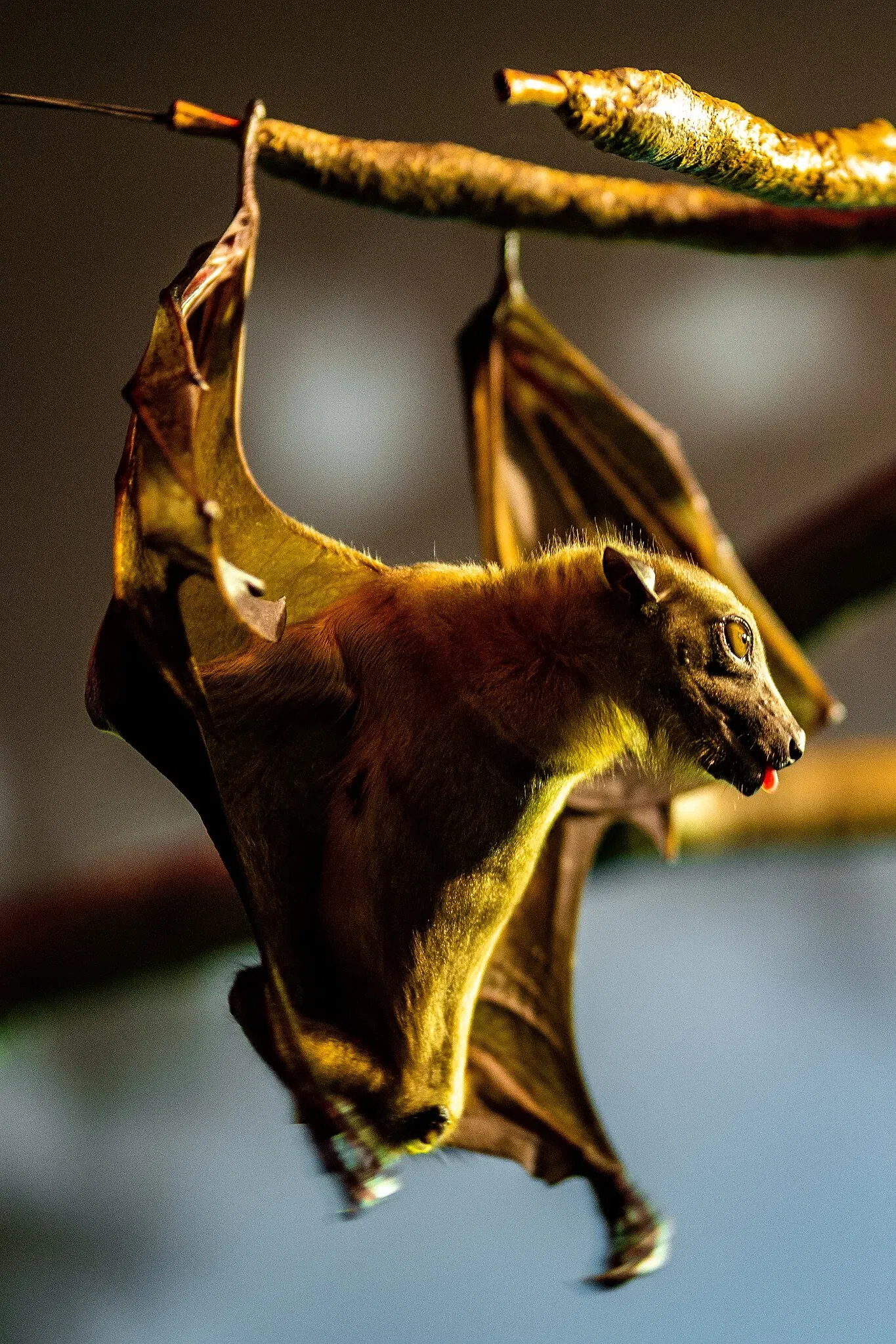 Cleveland Metroparks Zoo