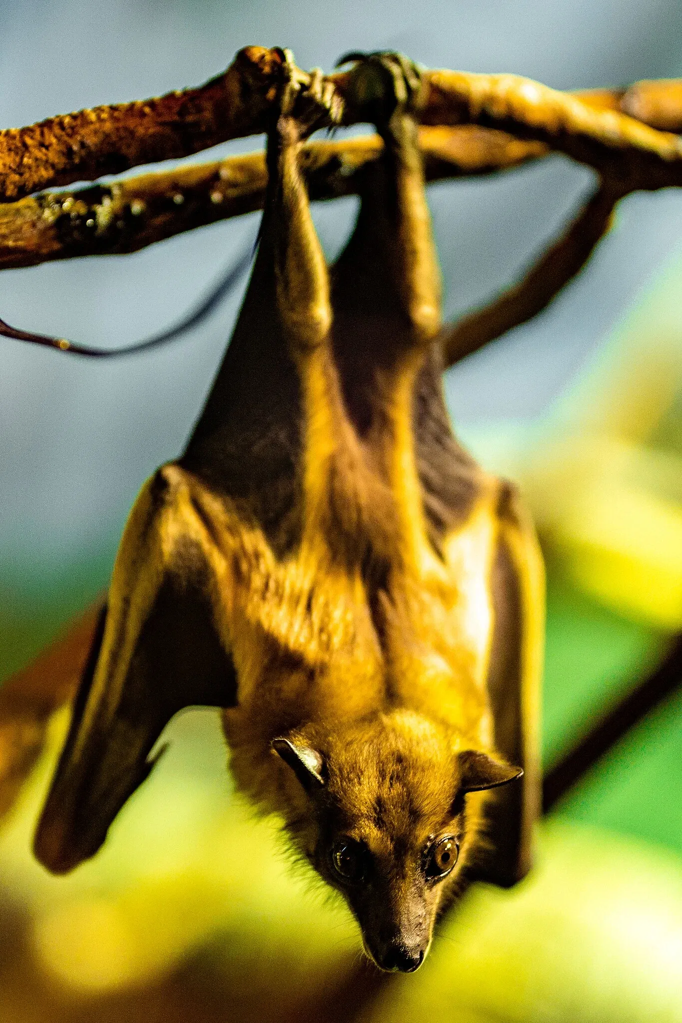 Cleveland Metroparks Zoo