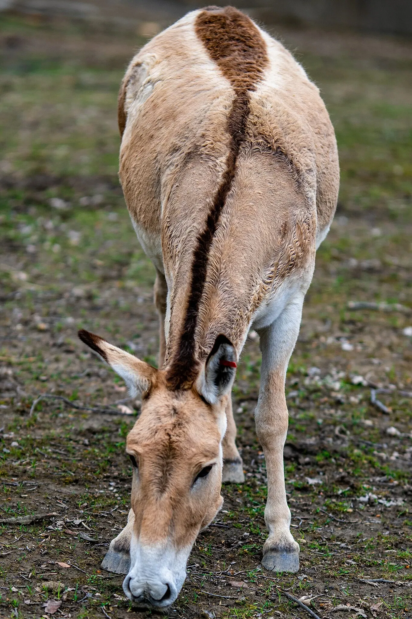 Cleveland Metroparks Zoo