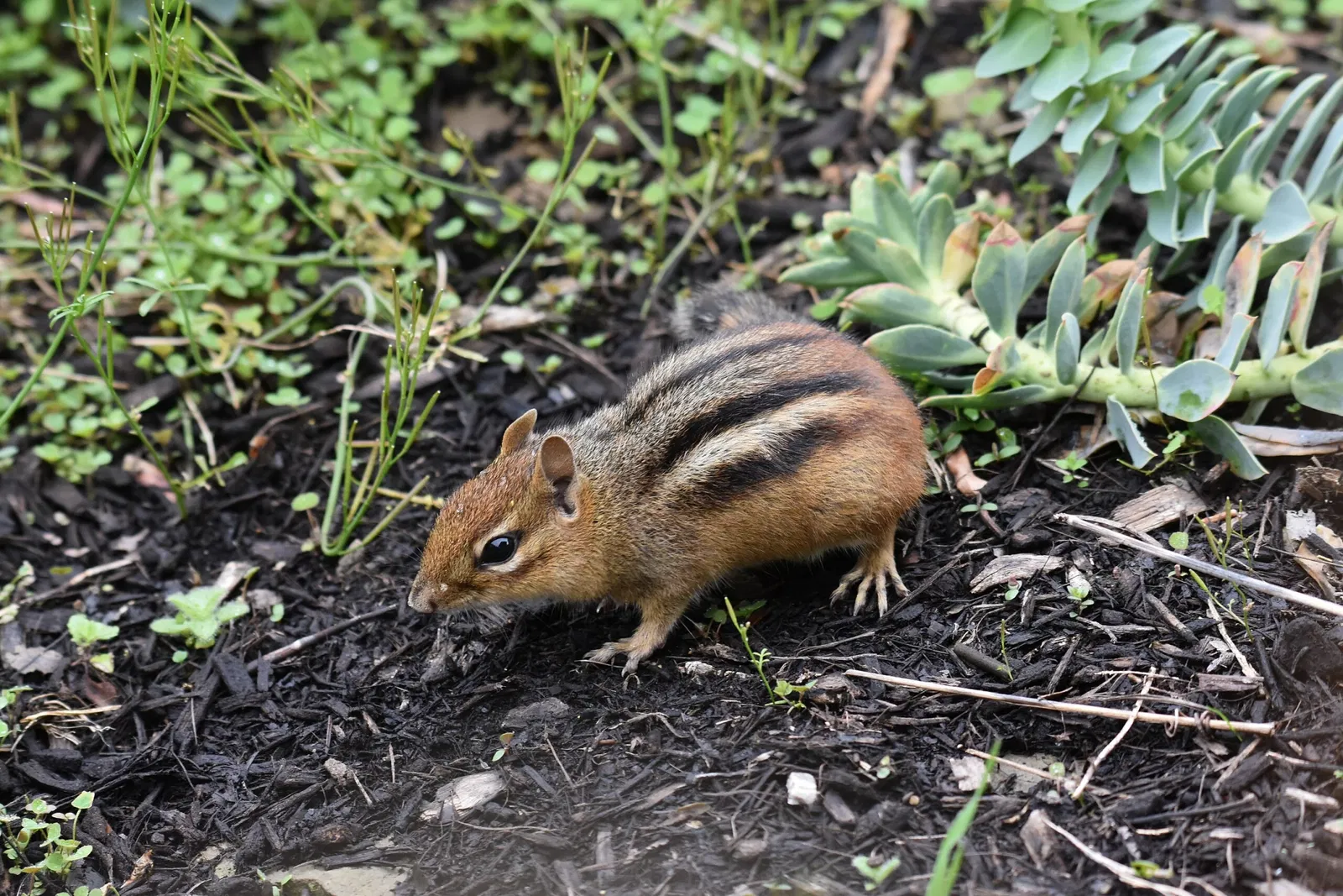 Cleveland Metroparks Zoo