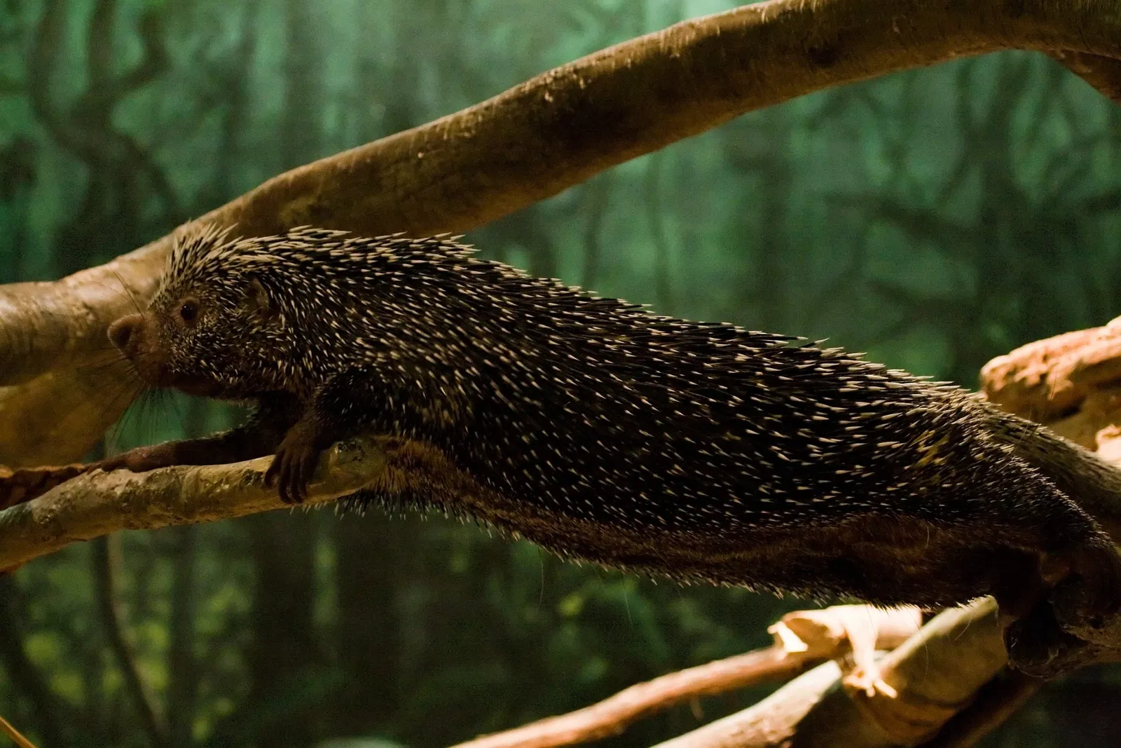 Cleveland Metroparks Zoo