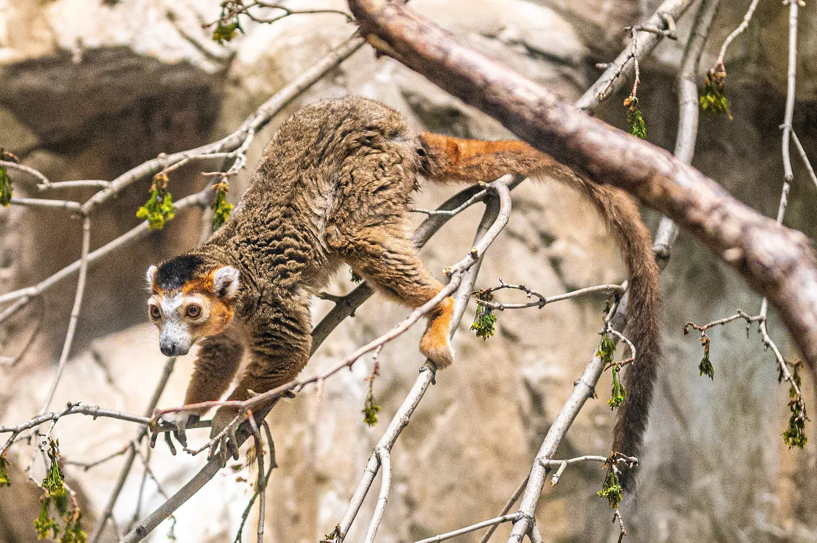 Cleveland Metroparks Zoo