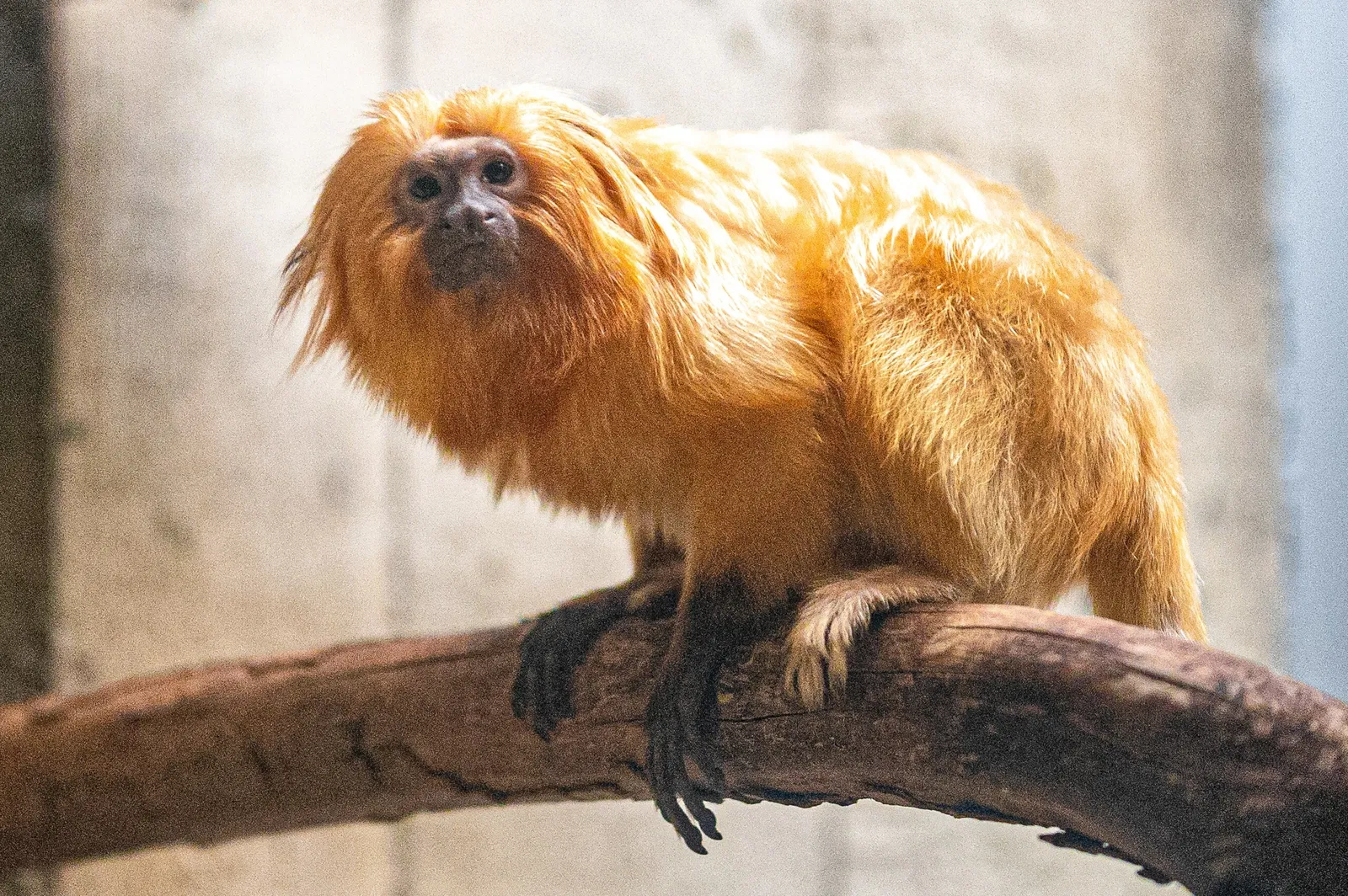 Cleveland Metroparks Zoo