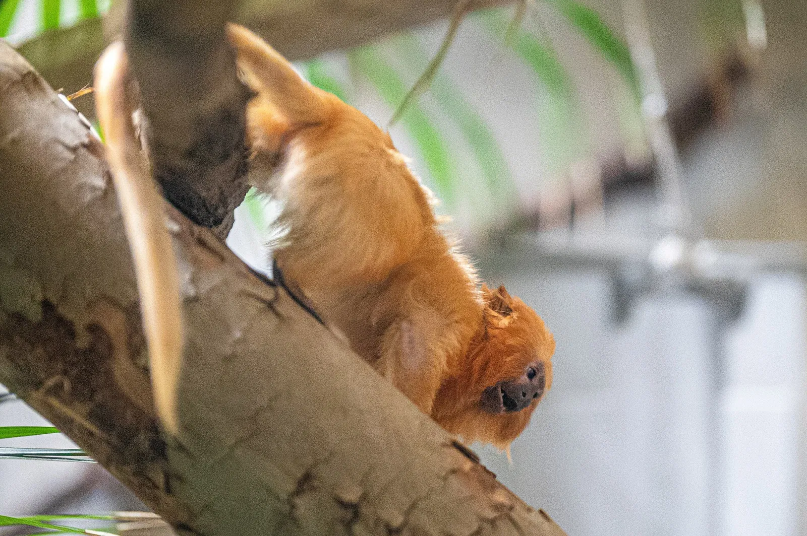 Cleveland Metroparks Zoo