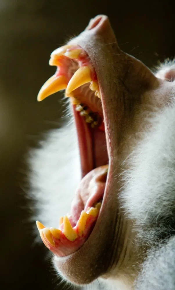 Cleveland Metroparks Zoo