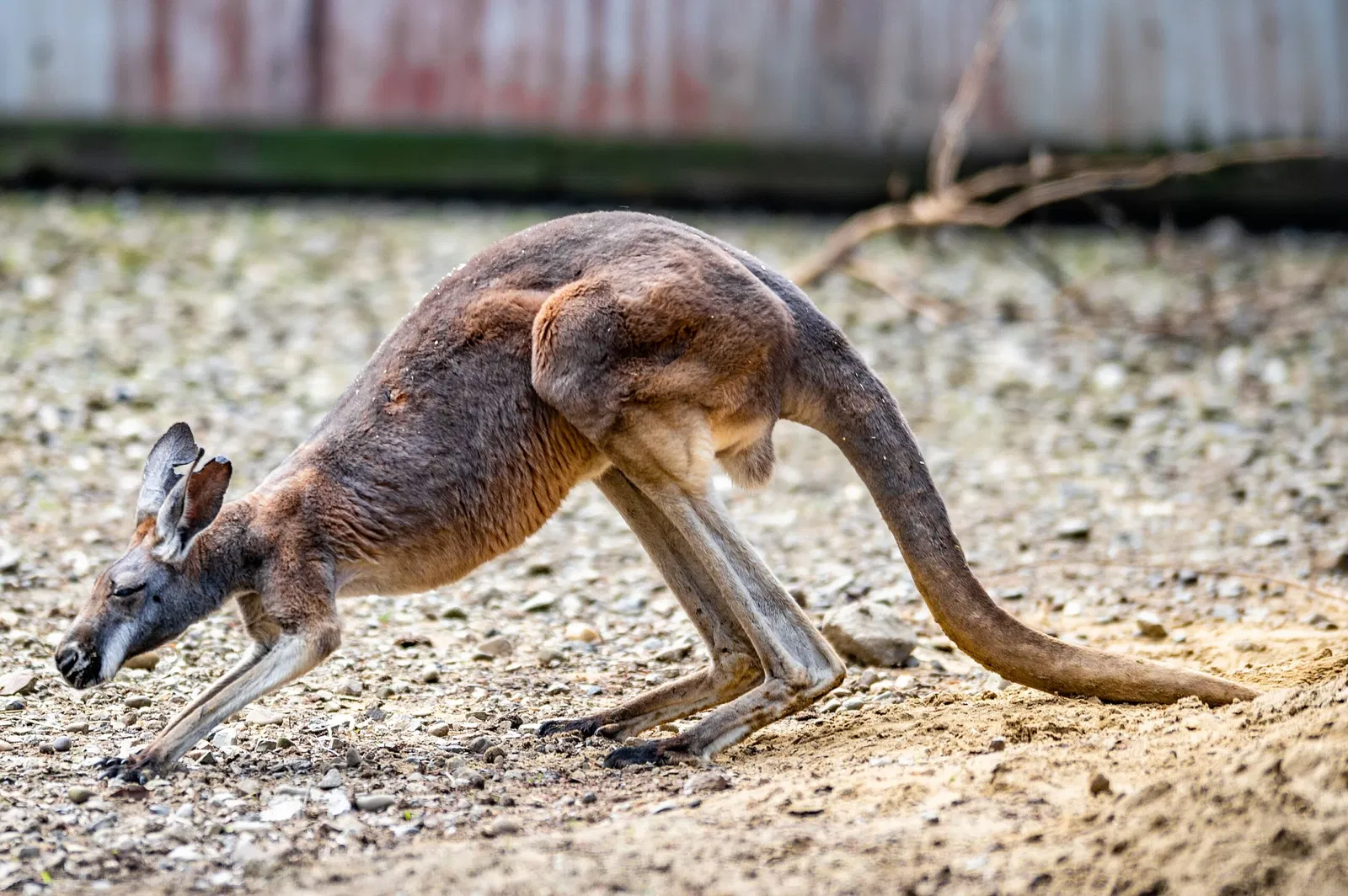 Cleveland Metroparks Zoo