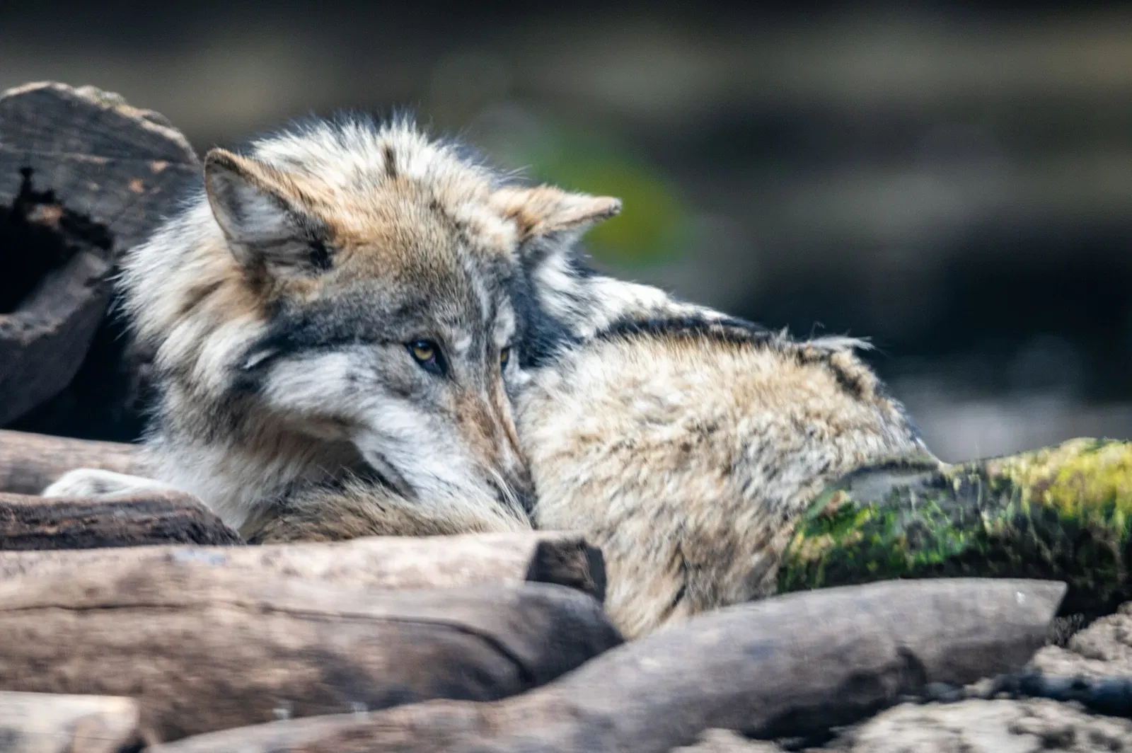 Cleveland Metroparks Zoo