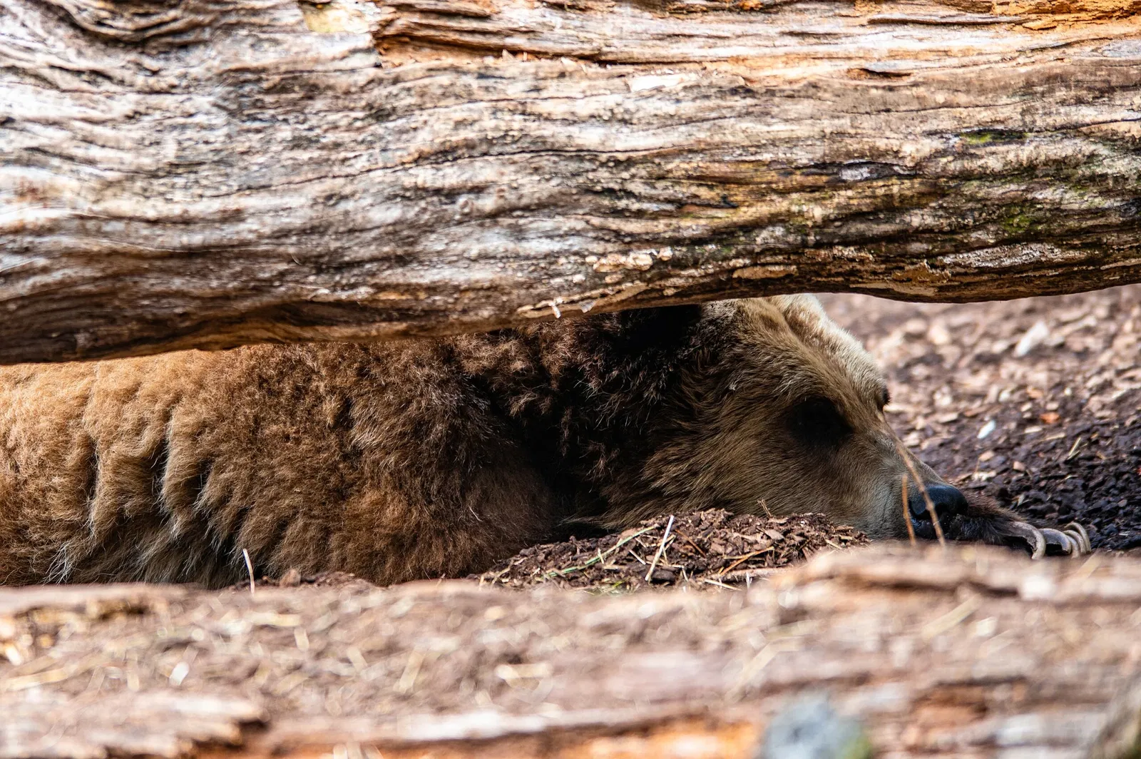 Cleveland Metroparks Zoo