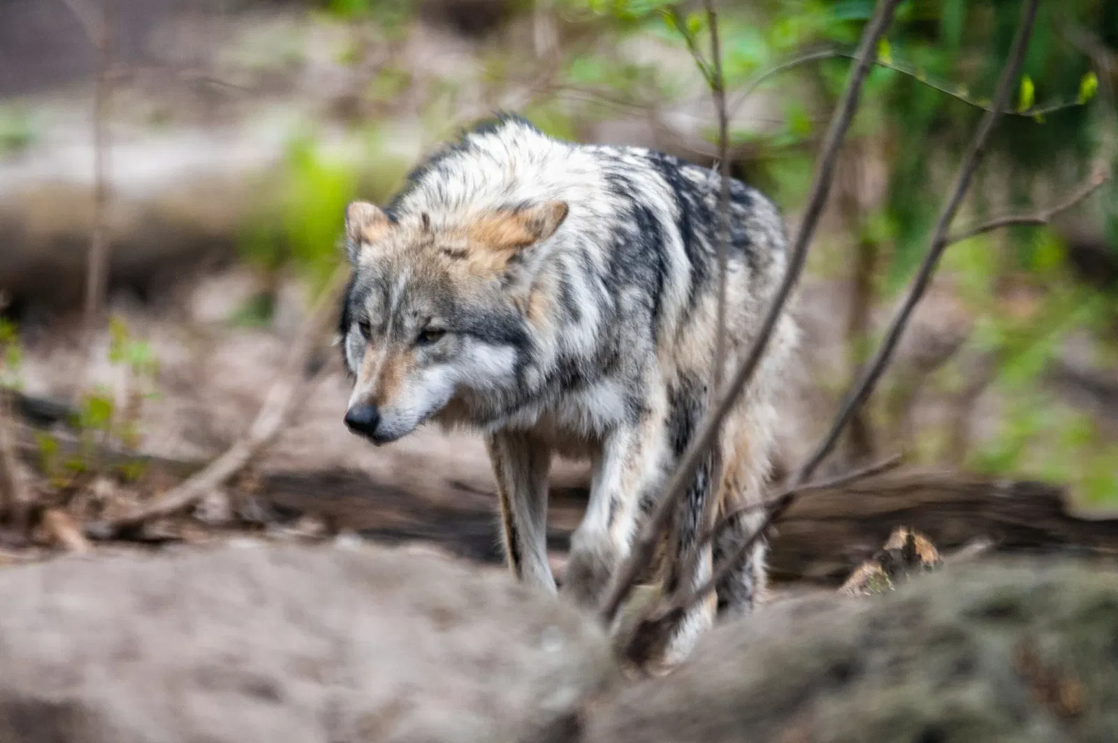 Cleveland Metroparks Zoo