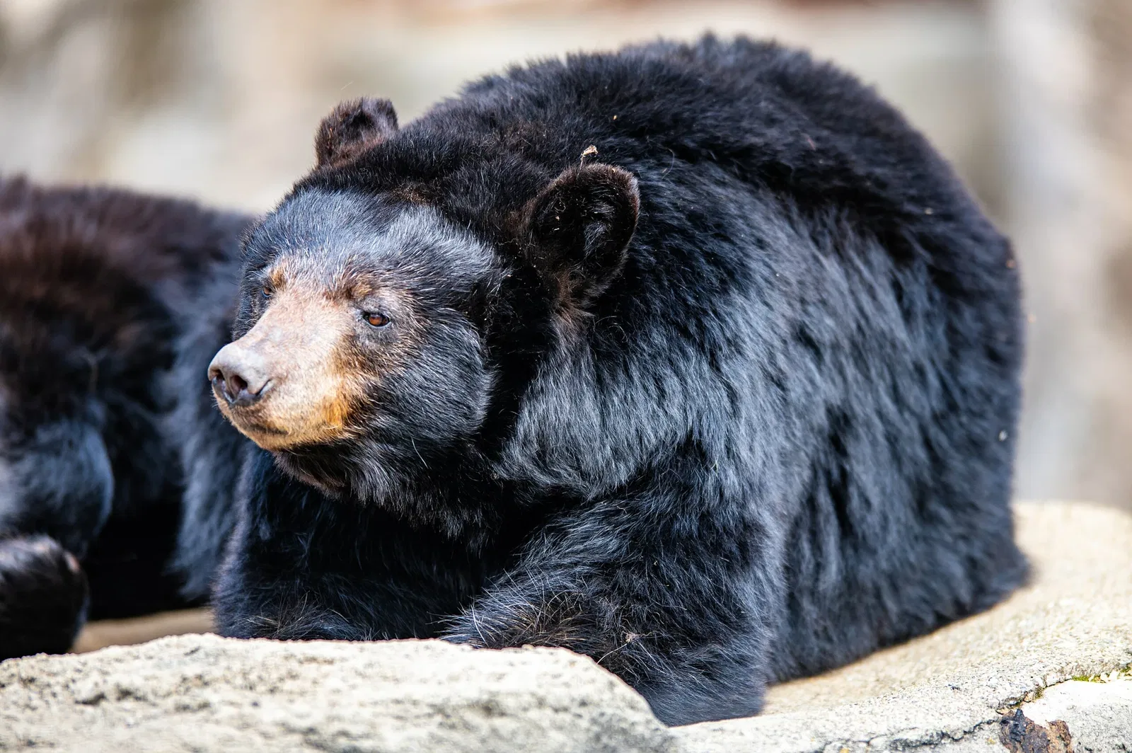 Cleveland Metroparks Zoo