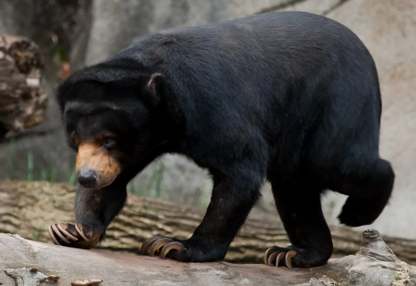Cleveland Metroparks Zoo