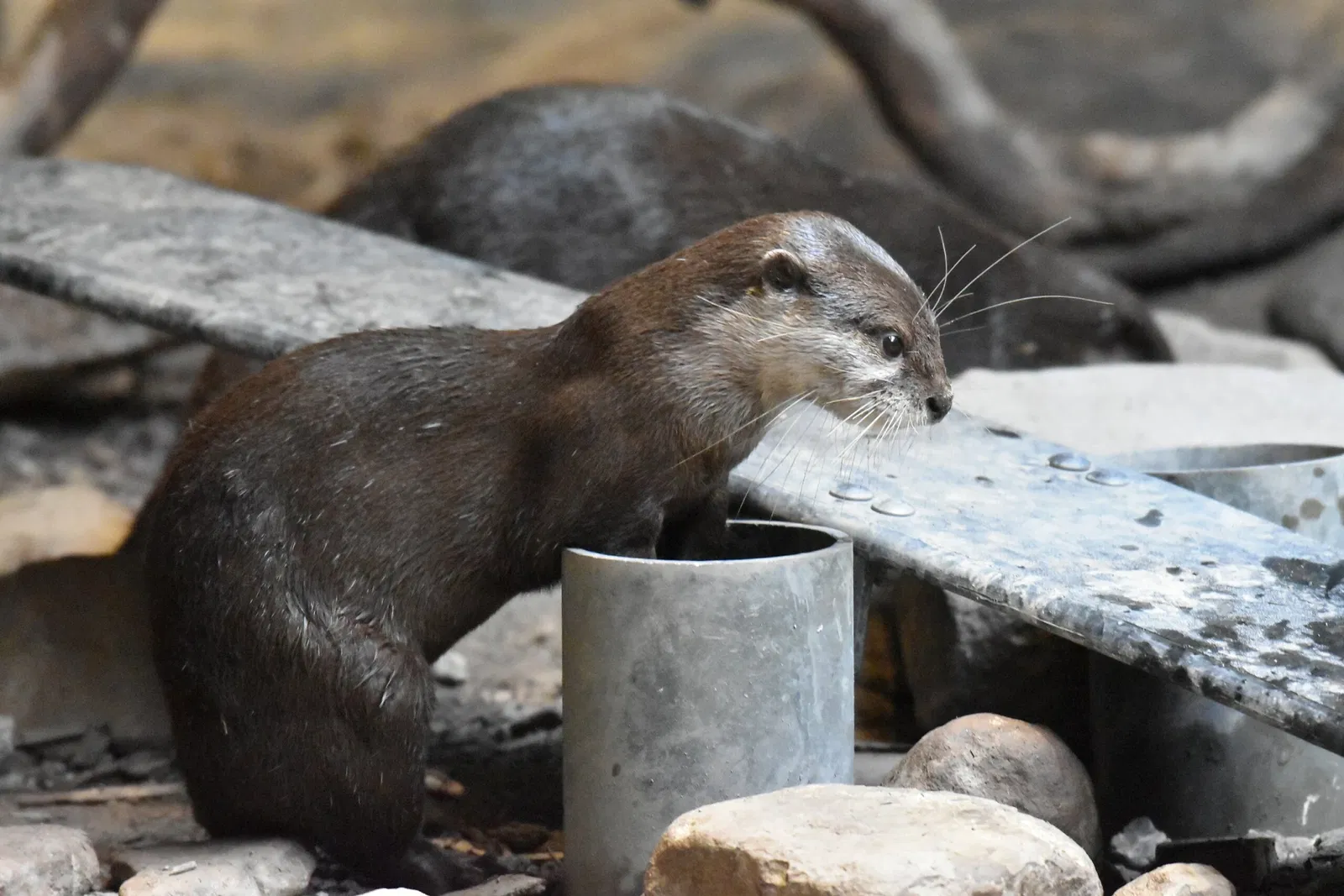 Cleveland Metroparks Zoo