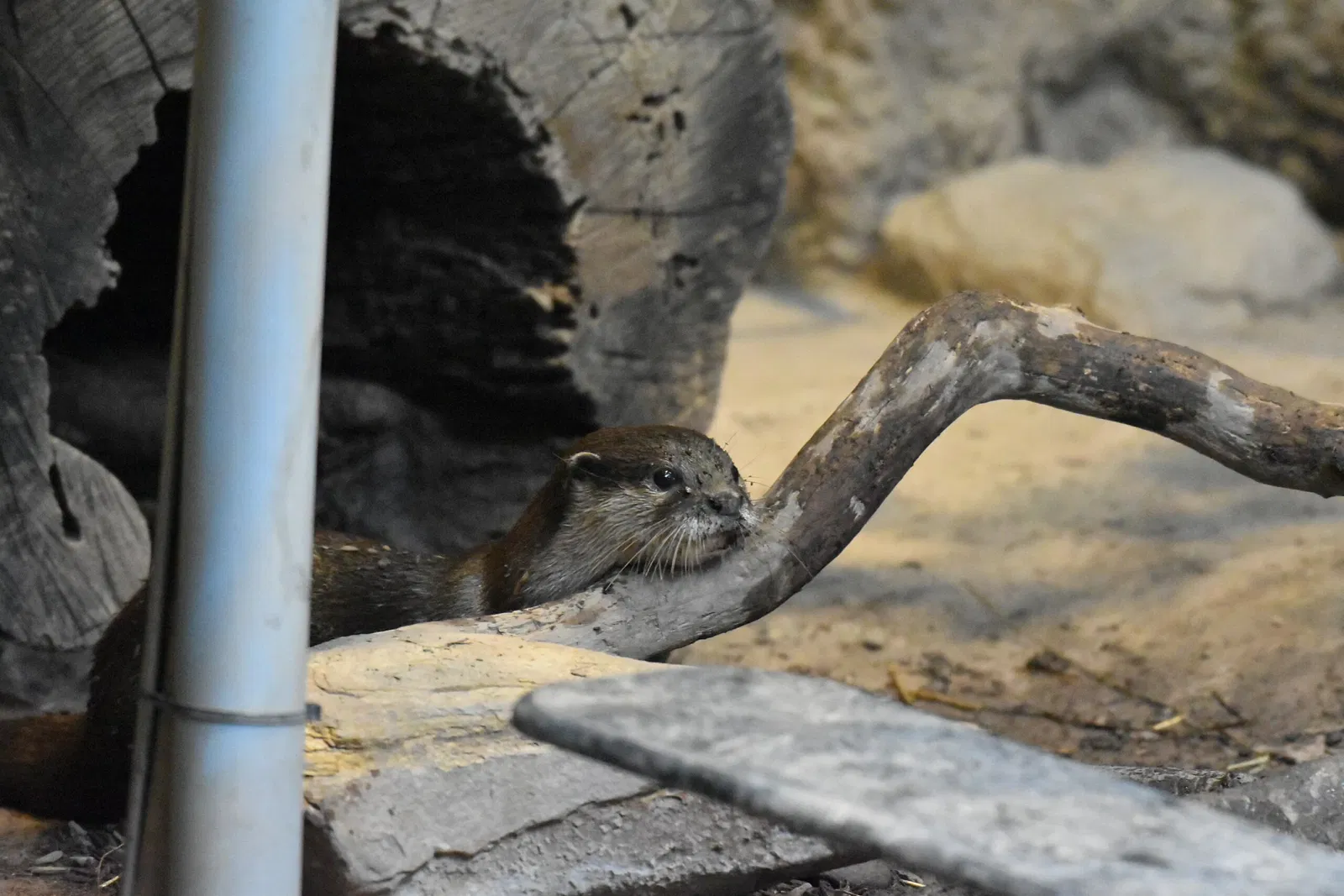 Cleveland Metroparks Zoo