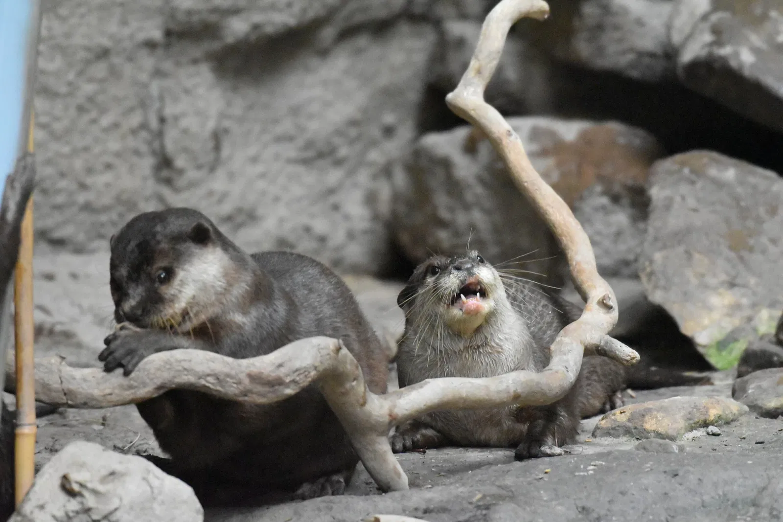 Cleveland Metroparks Zoo