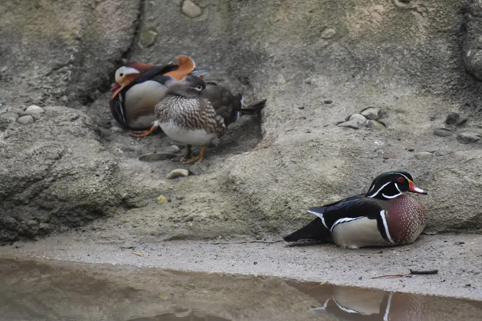 Cleveland Metroparks Zoo