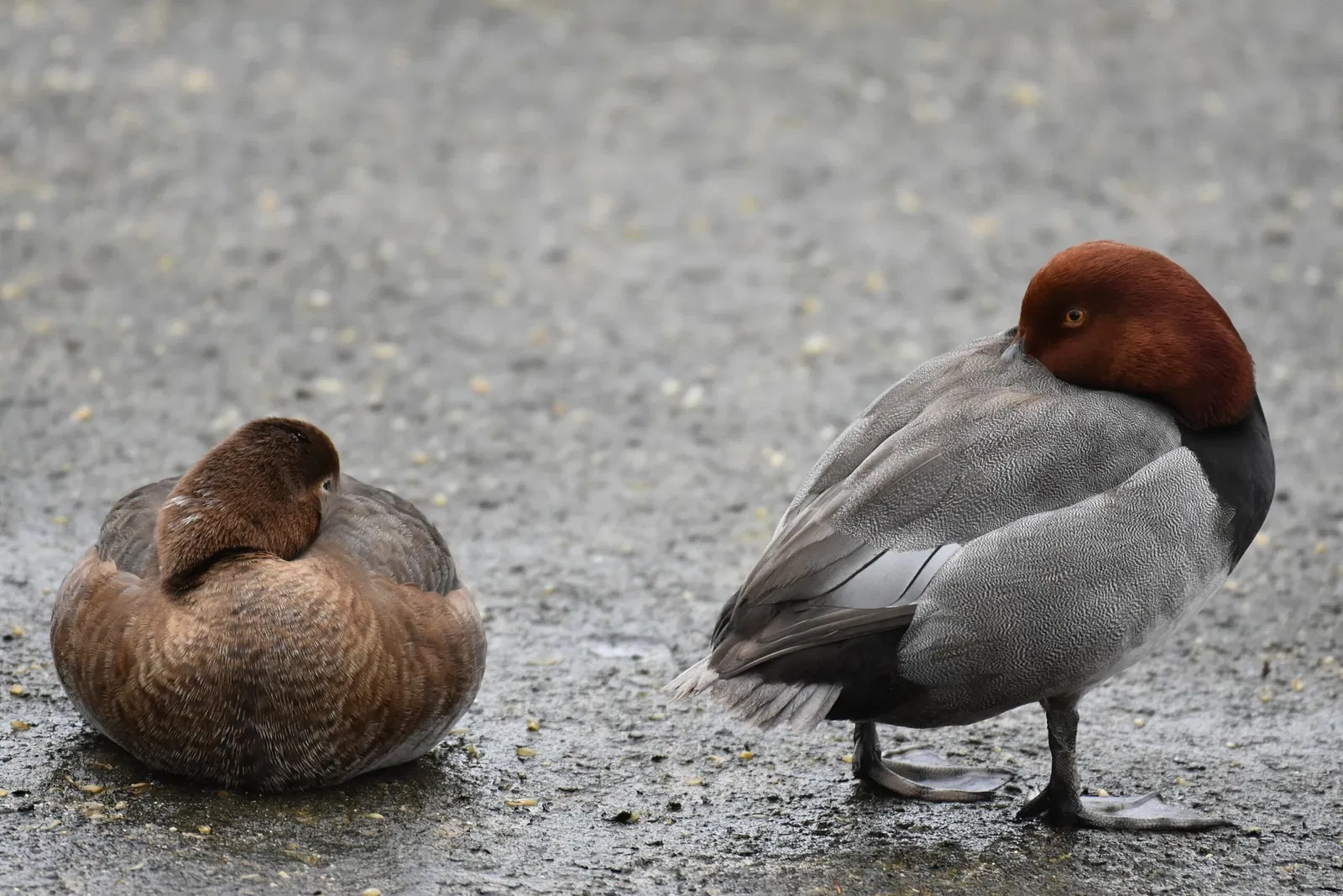 Cleveland Metroparks Zoo