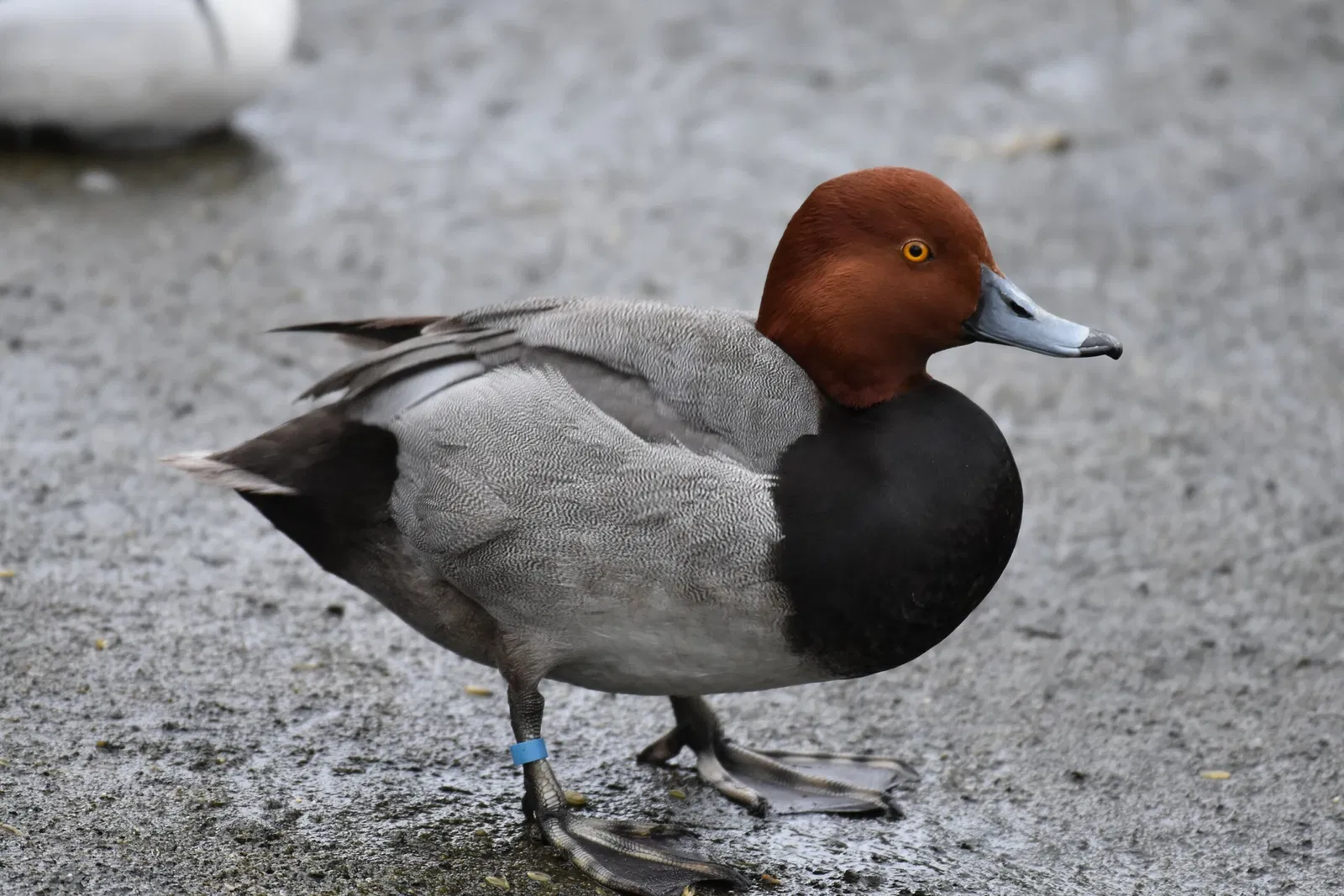 Cleveland Metroparks Zoo