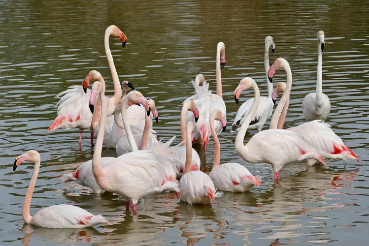 Ornithological Park of Pont de Gau