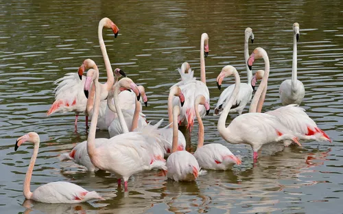 Parc Ornithologique du Pont de Gau