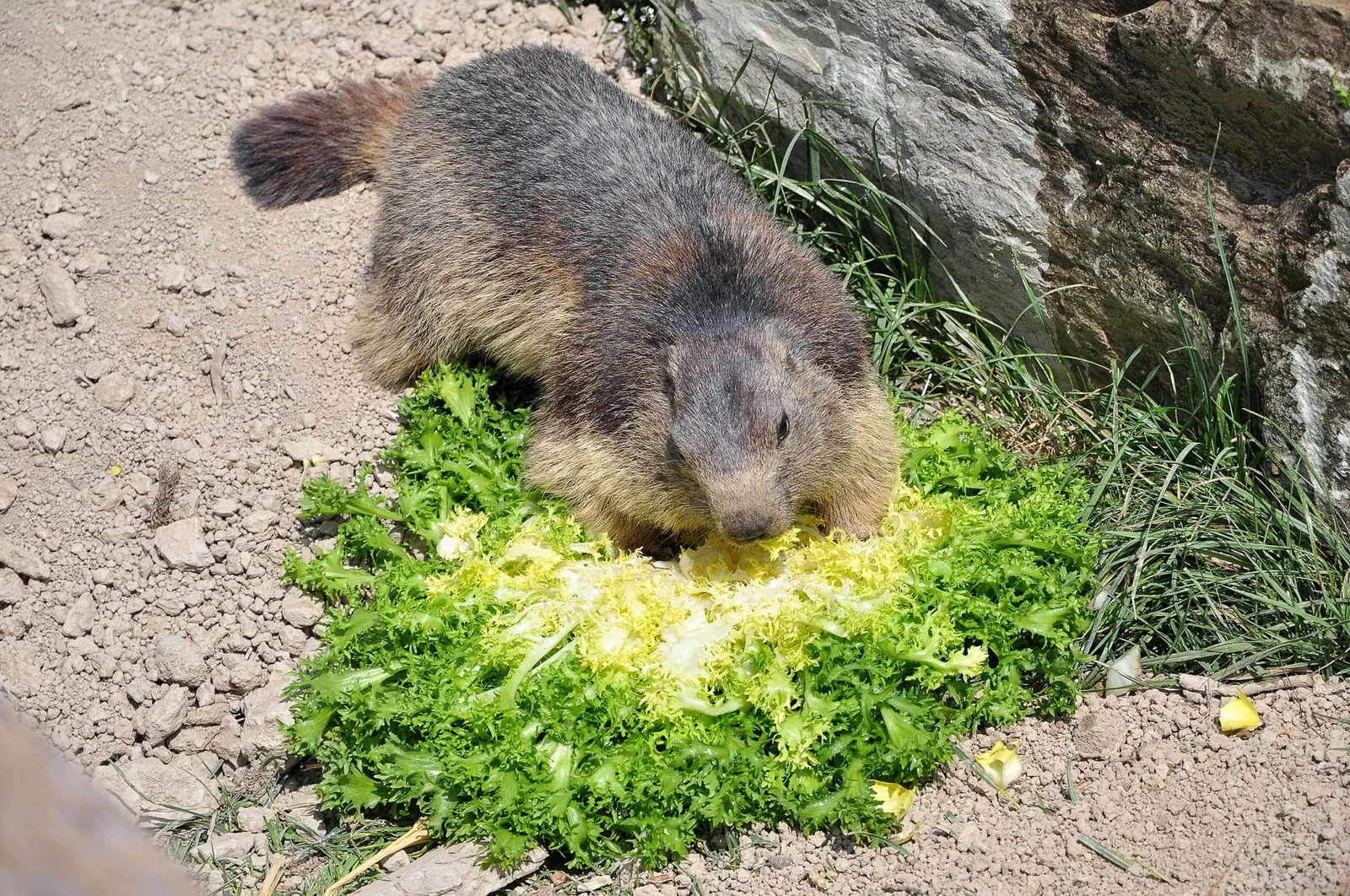 Parc Animalier de Serre-Ponçon