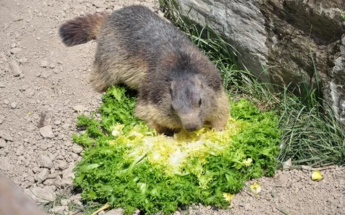 Parc Animalier de Serre-Ponçon