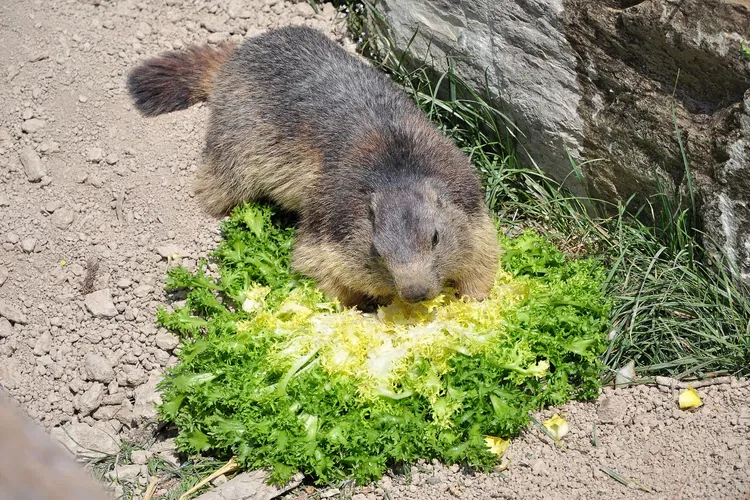 Parc Animalier de Serre-Ponçon