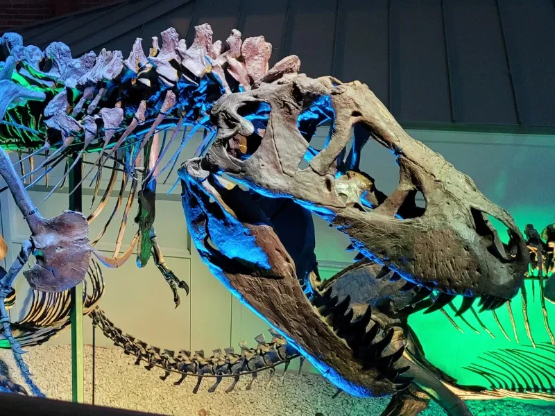 Fossil Gallery