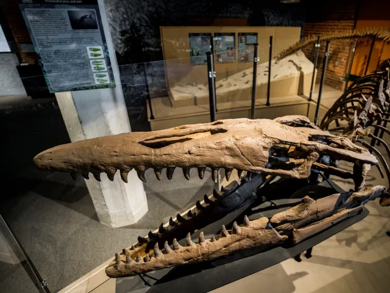 Sea Creatures of the Plains