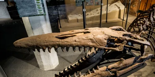 Sea Creatures of the Plains