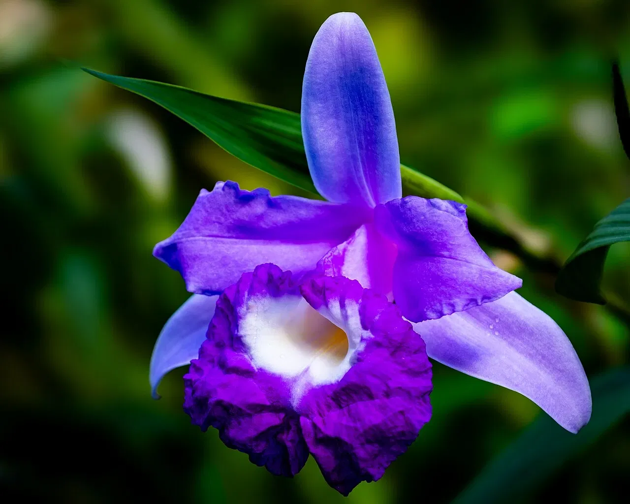 Jardín botánico de Misuri