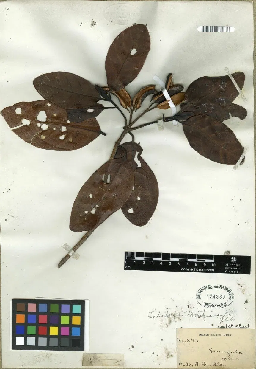 Missouri Botanical Garden