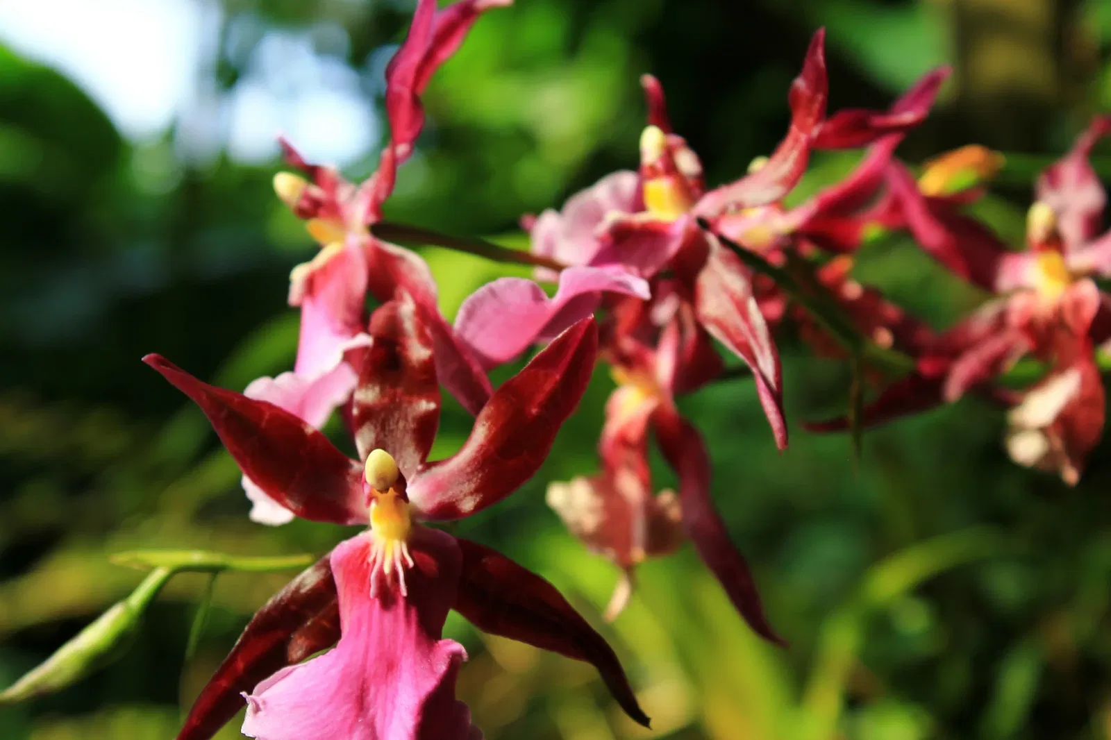 Missouri Botanical Garden