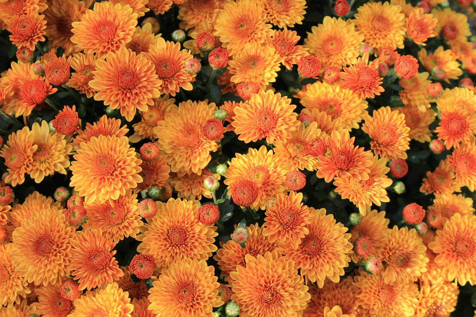 Missouri Botanical Garden