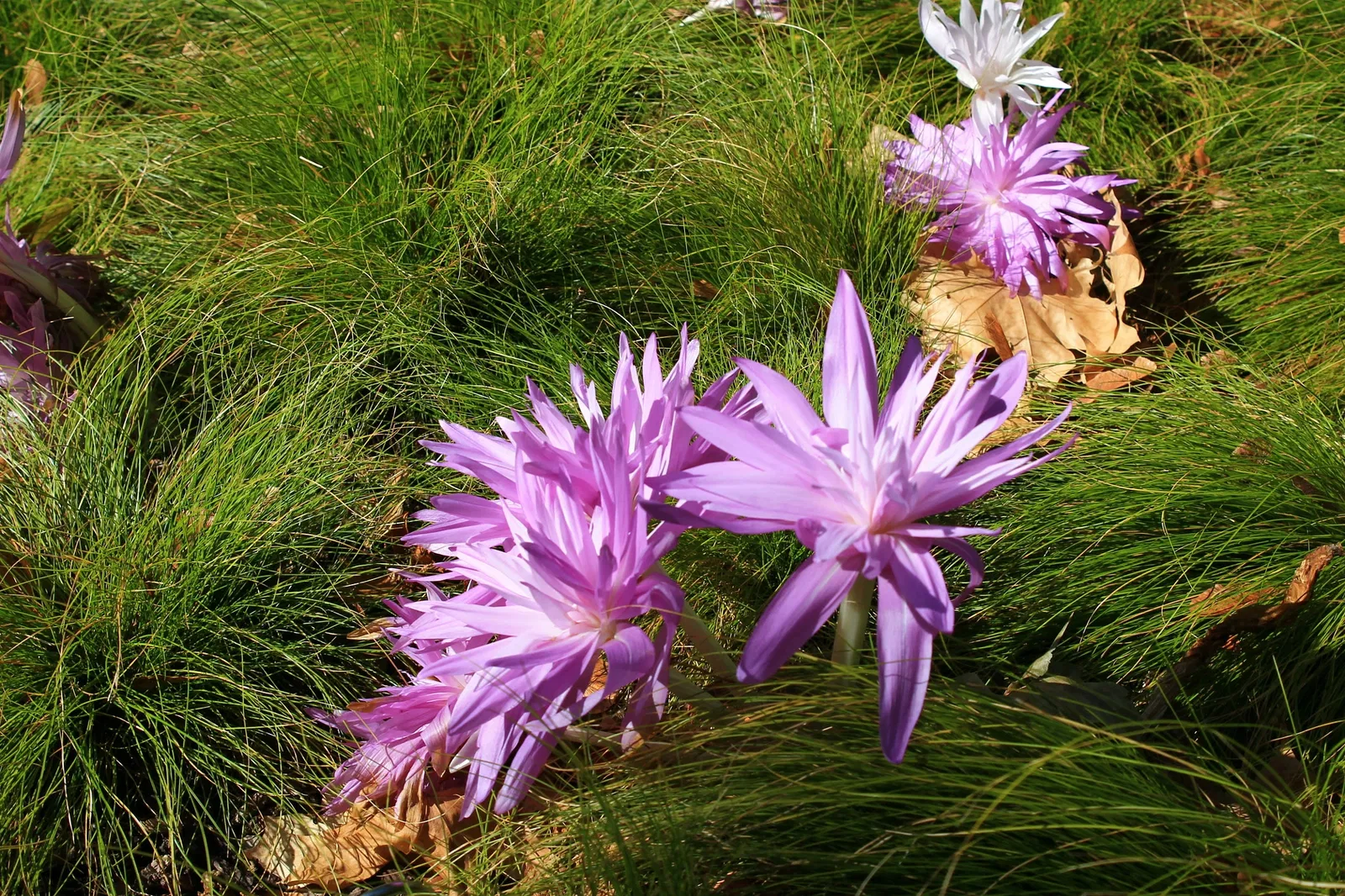 Jardín botánico de Misuri