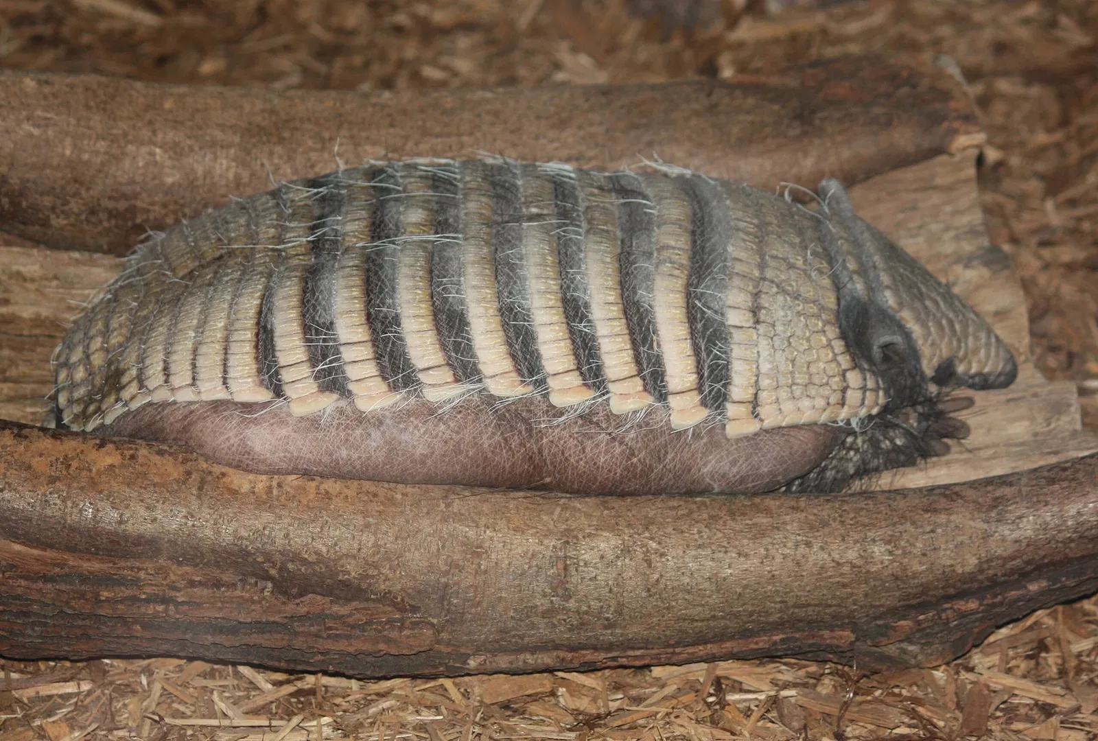 Zoo et Jardin botanique de Cincinnati
