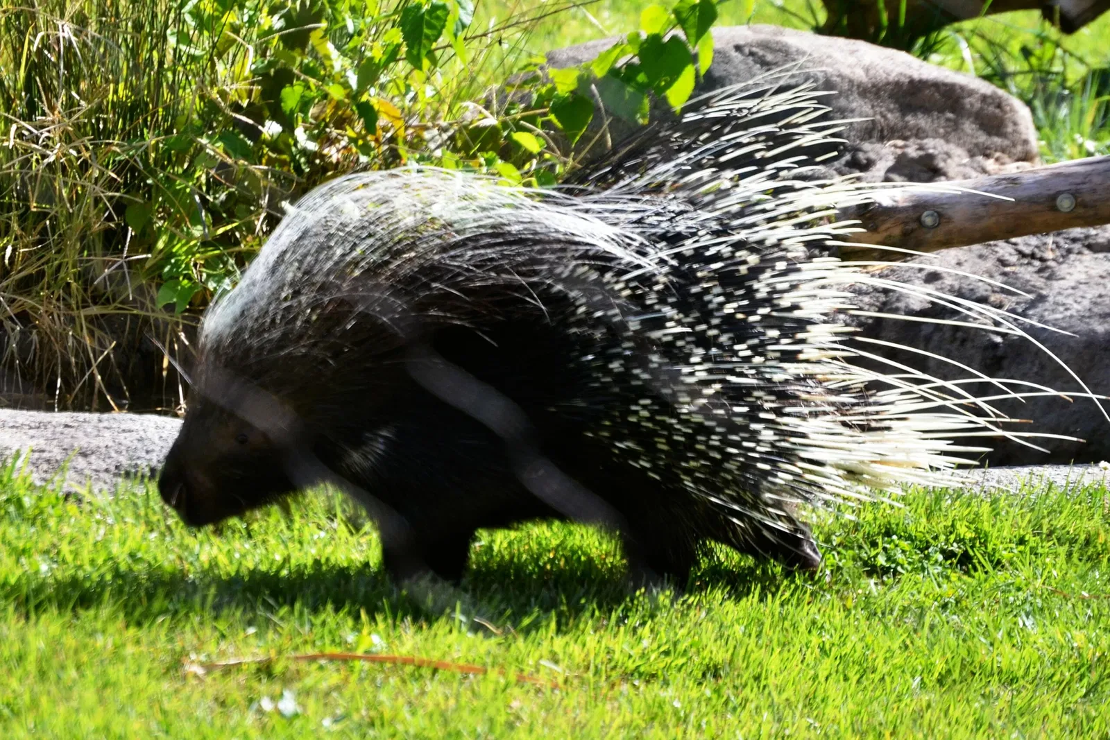 Zoo e giardino botanico di Cincinnati