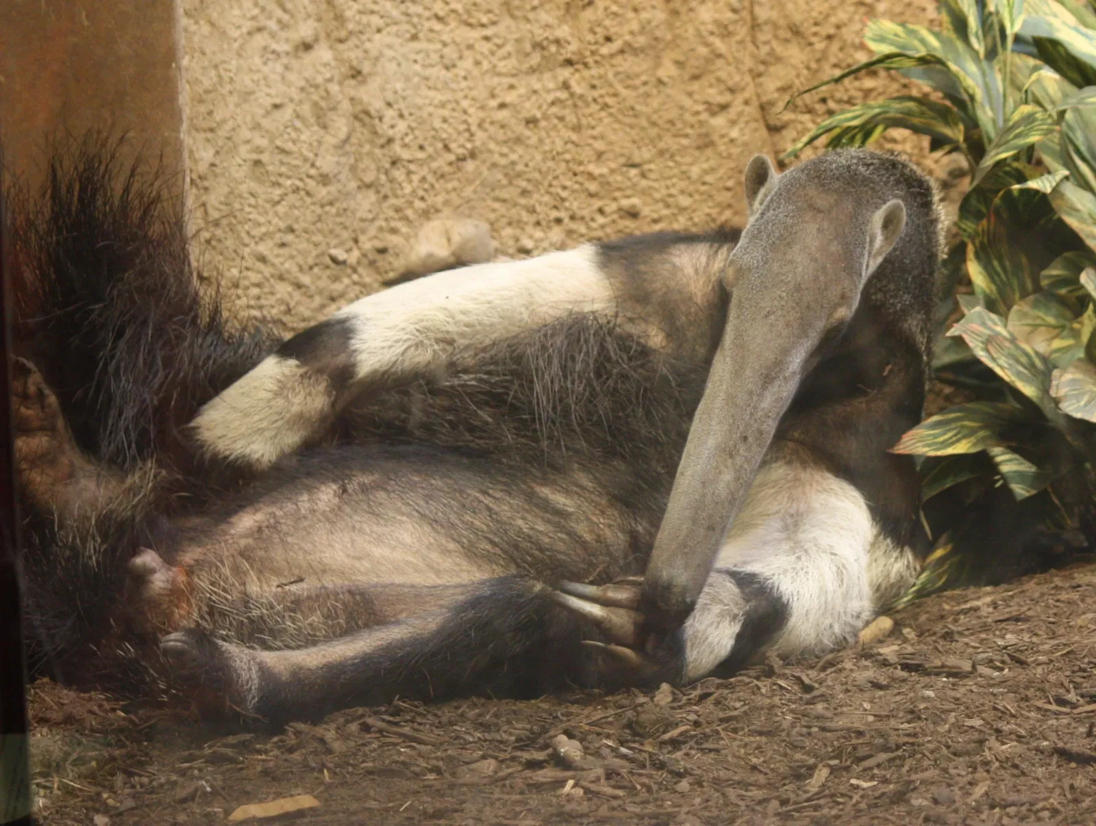Zoo et Jardin botanique de Cincinnati