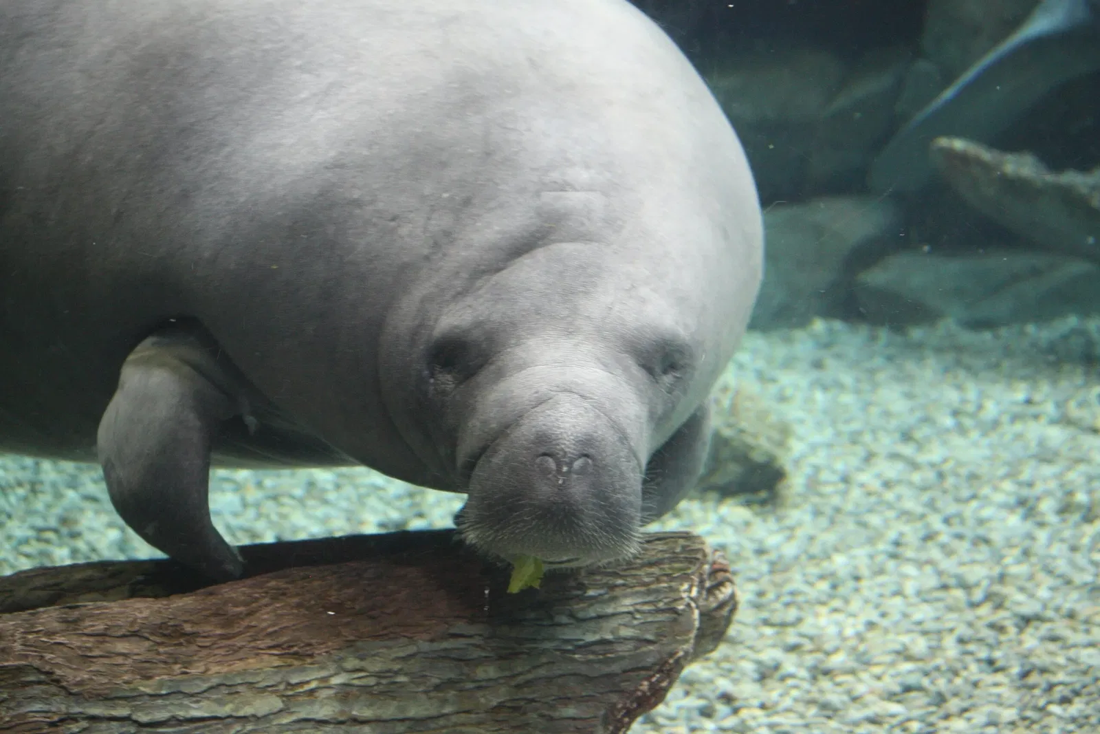 Cincinnati Zoo and Botanical Garden