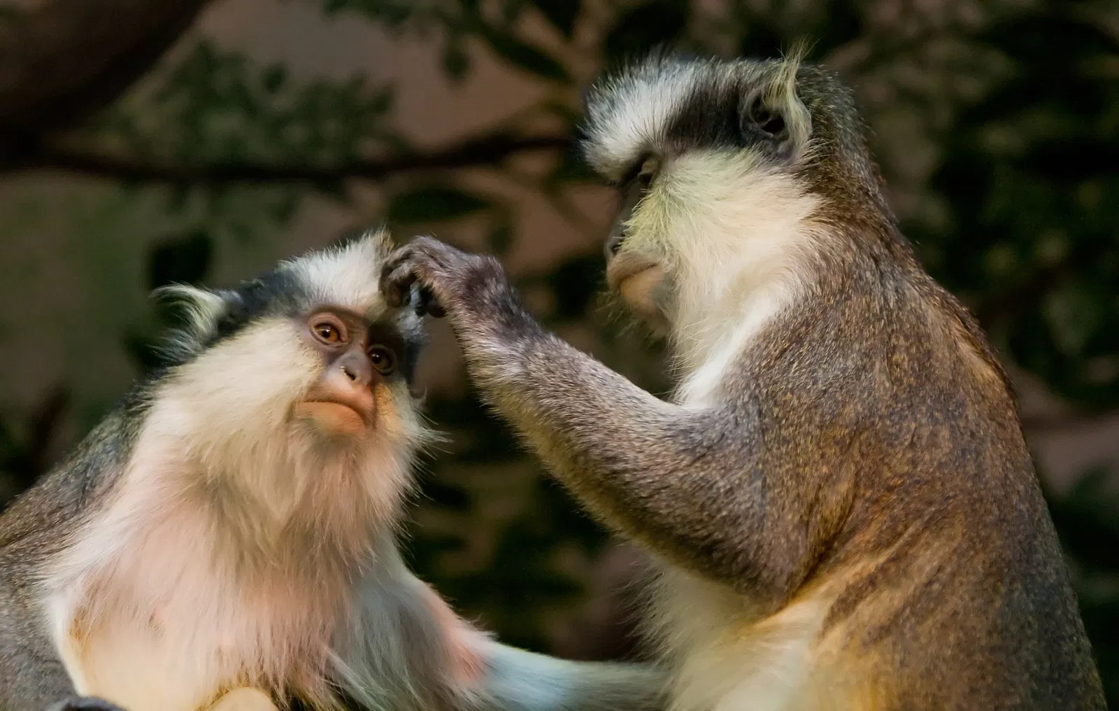 Zoo et Jardin botanique de Cincinnati