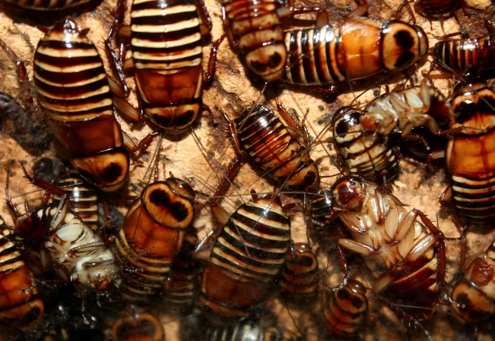 Zoo e giardino botanico di Cincinnati