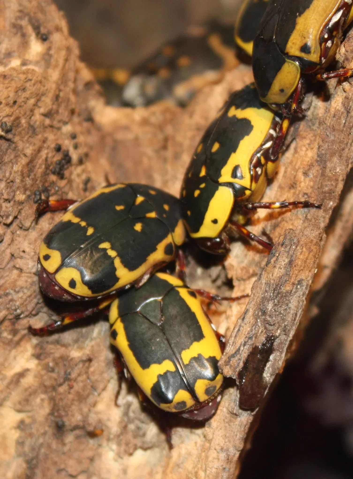 Zoo et Jardin botanique de Cincinnati