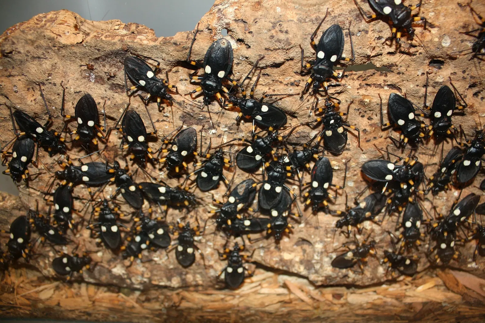 Cincinnati Zoo and Botanical Garden