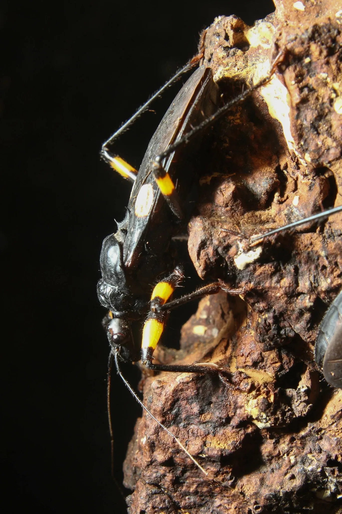 Zoo e giardino botanico di Cincinnati