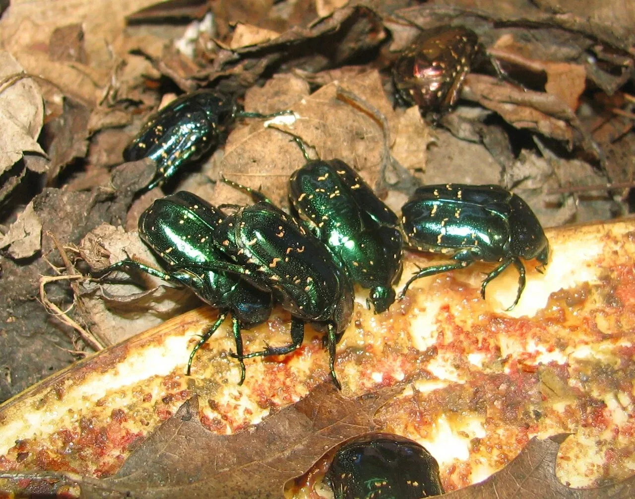 Zoo e giardino botanico di Cincinnati